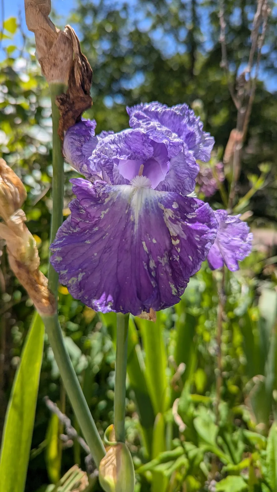 Iris bleu dans le jardin du 10
